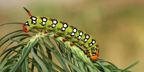 6_Caterpillars_Shutterstock_Edit_0