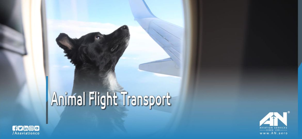 animal flight transport